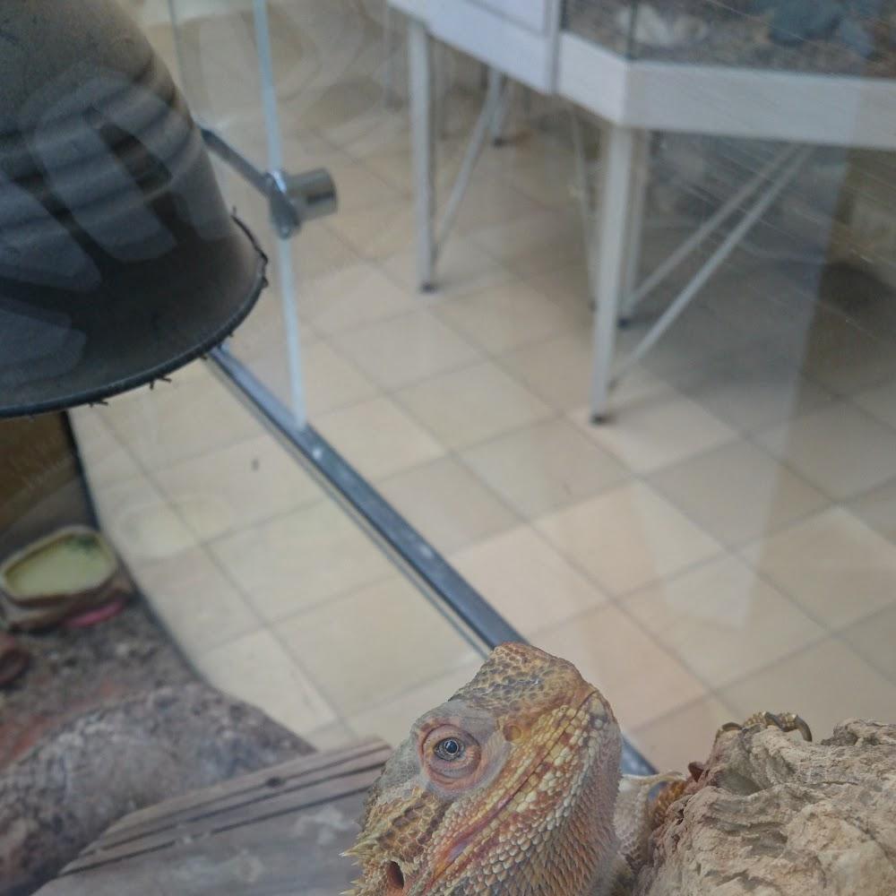 A bearded dragon looks up, a table is visible in the background.